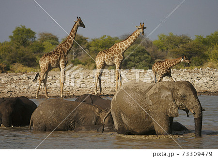 水場のケープキリンの写真素材
