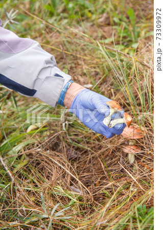 Woman is picking mushrooms in autumn forest Woman is picking mushrooms in autumn forest 73309972
