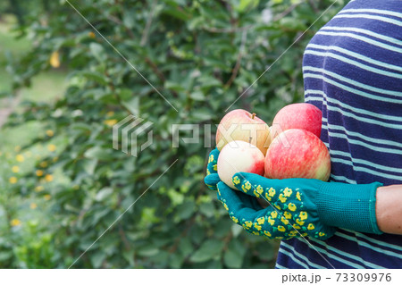 Woman is holding red apples in her hands. Woman is holding red apples in her hands. 73309976