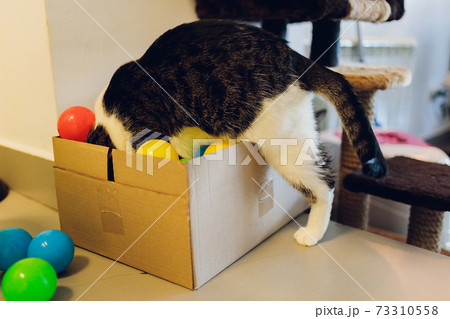 cat with balls of different colours in the box. cat with balls of different colours in the box. 73310558