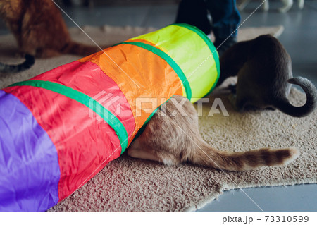 Calico Cat Framed and Alert in Cat Tunnel Toy. 73310599