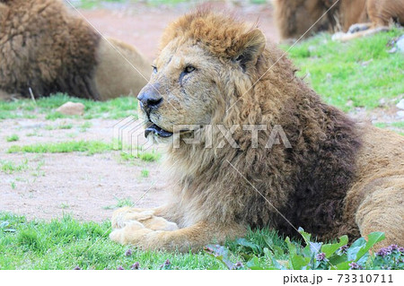 百獣の王ライオンの横顔の写真素材