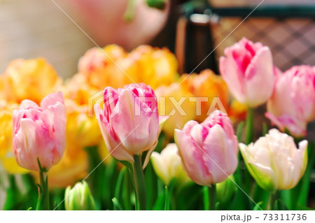 花屋さんの店先で咲いたチューリップの写真素材