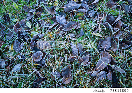 Green grass and dead leaves covered with hoarfrost background 73311896