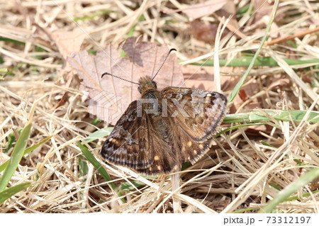 ミヤマセセリ 73312197