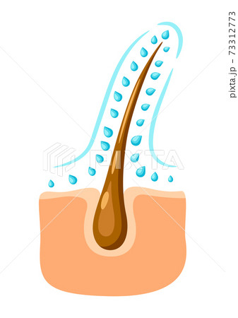 Hair follicle hydration illustration. Hair follicle hydration illustration. 73312773