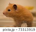 ケージから身を乗り出すゴールデンハムスター 73313919