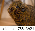 フローリングで天井を見上げるモルモット 73313921