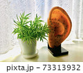 耳つぼと植物 73313932