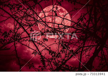 Landscape of sky with super moon behind silhouette of tree branch. 73313941
