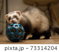 室内でゴムボールで遊ぶ赤ちゃんフェレット 73314204