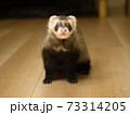 おすわりしながらカメラ目線のフェレット 73314205