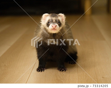 おすわりしながらカメラ目線のフェレット 73314205