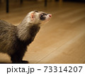 上を見上げるフェレットの横顔 73314207