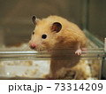 ケージから出ようとするゴールデンハムスター 73314209