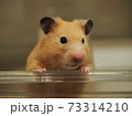 餌を待ち構えているゴールデンハムスター 73314210