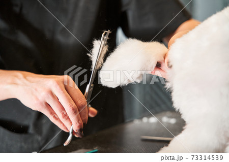 Grooming for the white funny maltipoo dog 73314539