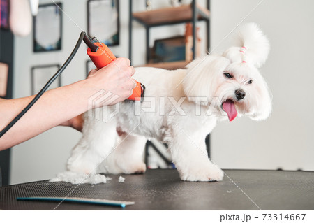 Maltipoo dog standing at the table with tongue sticking out Maltipoo dog standing at the table with tongue sticking out 73314667