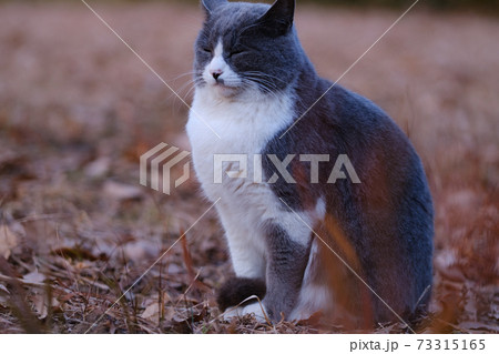 目を閉じて日向ぼっこする猫 73315165