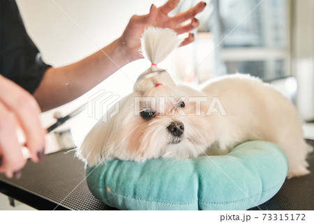 Miniature white maltipoo laying on the pillow Miniature white maltipoo laying on the pillow 73315172