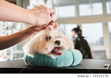 Cute maltipoo laying at the pillow and having hairstyle Cute maltipoo laying at the pillow and having hairstyle 73315176