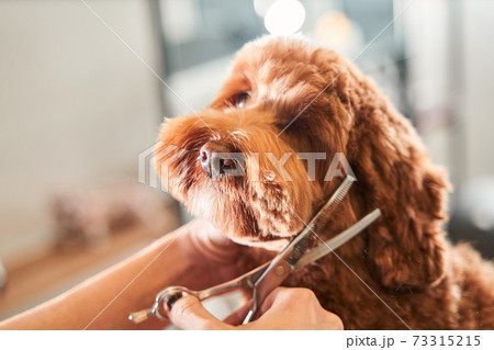 Groomers holding tools at the hands near muzzle 73315215