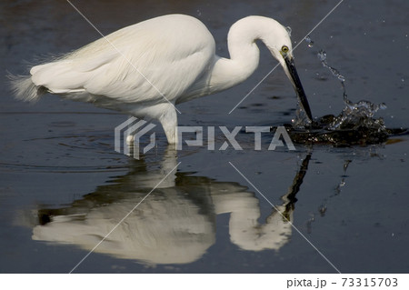 Little Egret, Salinas de Santa Pola Natural Park, Spain 73315703