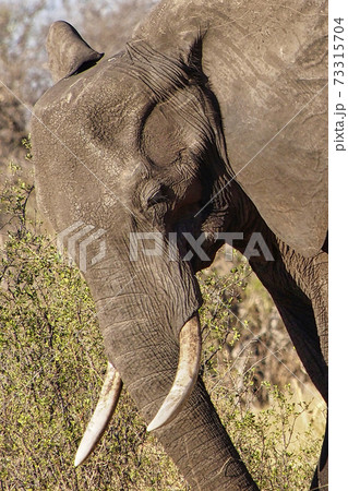 Elephant, Chobe National Park, Botswana 73315704