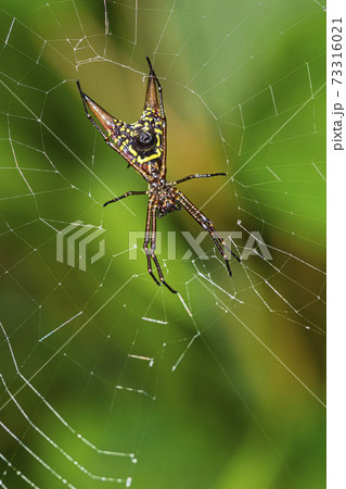Spider, Micrathena sagittata, Marino Ballena National Park, Costa Rica Spider, Micrathena sagittata, Marino Ballena National Park, Costa Rica 73316021