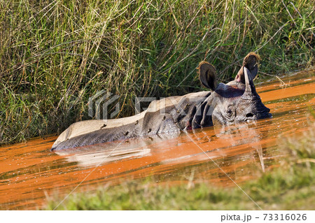 Greater One-horned Rhinoceros, Royal Bardia National Park, Nepal 73316026