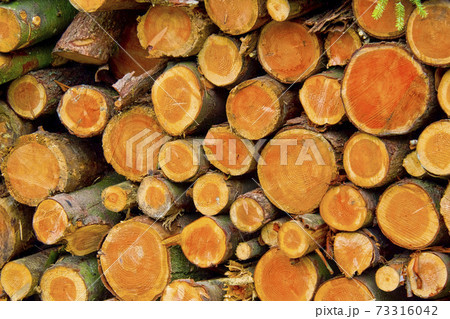Felled Trees Trunks, Hayedo de Otzarreta, Gorbeia Natural Park, Bizkaia, Spain 73316042