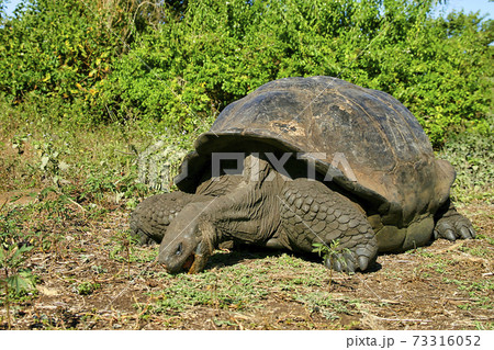 Galapagos Giant Tortoise, Galapagos National Park, Ecuador Galapagos Giant Tortoise, Galapagos National Park, Ecuador 73316052