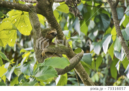 Pale-throated Sloth, Marino Ballena National Park, Costa Rica 73316057