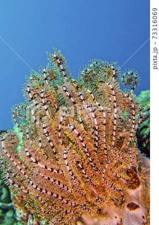 Feather Star, North Sulawesi, Indonesia Feather Star, North Sulawesi, Indonesia 73316069
