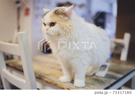Cute tabby cat sitting on rustic wooden chair relaxing on retro in home. Cute tabby cat sitting on rustic wooden chair relaxing on retro in home. 73317160