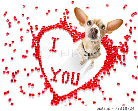 dog valentines love heart 73318724