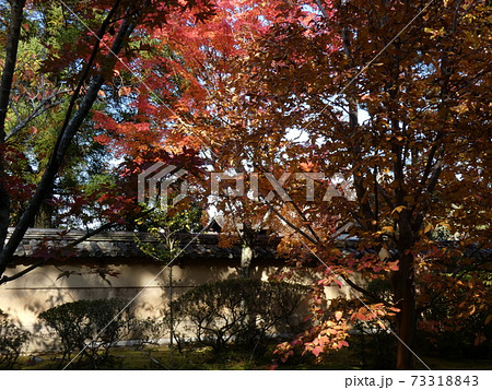 日差しのスポットライトが当たる紅葉 日差しのスポットライトが当たる紅葉 73318843