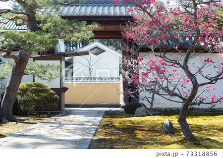 相国寺塔頭・豊光寺の門と紅梅 相国寺塔頭・豊光寺の門と紅梅 73318856