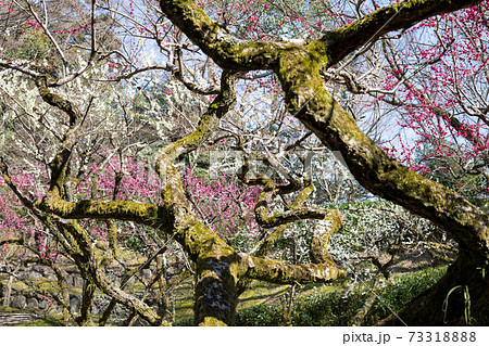 北野天満宮 御土居の梅園に満開の紅白梅と苔むした枝ぶりの写真素材 7331