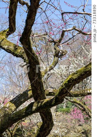 北野天満宮、御土居の梅園に満開の紅白梅と苔むした枝ぶり 73318890
