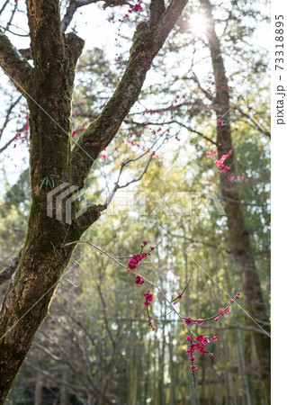 北野天満宮、御土居の竹林と紅梅の一枝に春の日差し 73318895