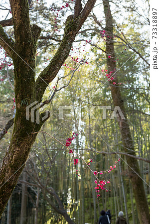 北野天満宮、御土居の竹林と紅梅の一枝に春の日差し 73318897