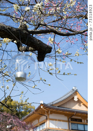 北野天満宮 梅苑に満開の紅白梅とガラスのランタンの写真素材