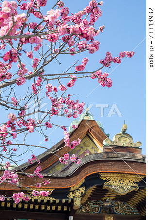 北野天満宮、初春の青空に国宝本殿と満開の紅梅 73318932
