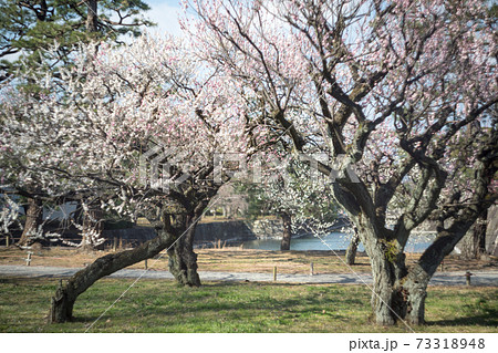 二条城 梅林の紅白梅 緑の芝生とのコントラストの写真素材