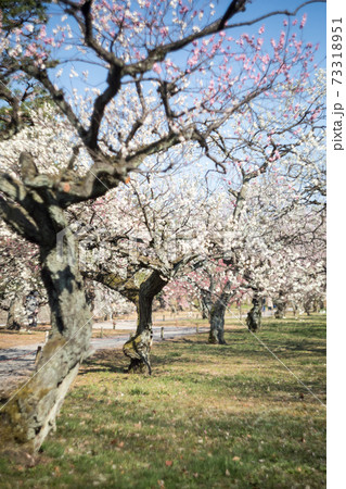 二条城 梅林の紅白梅 緑の芝生とのコントラストの写真素材