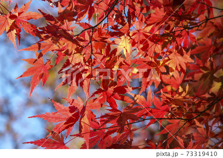 紅葉の狭山丘陵　真っ赤なモミジのアップ 73319410