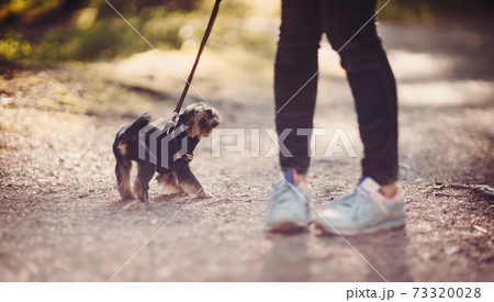 Young woman with small dog walking in the park 73320028