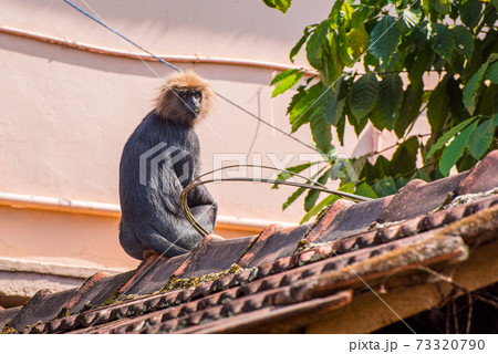 Nilgiri langur (Trachypithecus johnii) on roof of residential house in Kumily, Kerala, India. An unique endemic primate of South India, lives in the Western Ghats mountains. 73320790