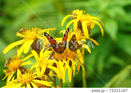 マルバダケブキの蜜を吸うクジャクチョウ マルバダケブキの蜜を吸うクジャクチョウ 73321167